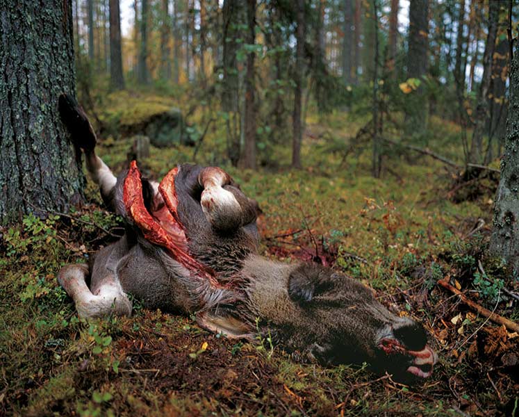 FINLAND fotografie